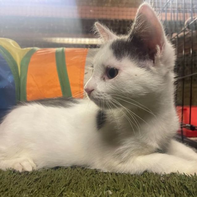 Photo of Snowball