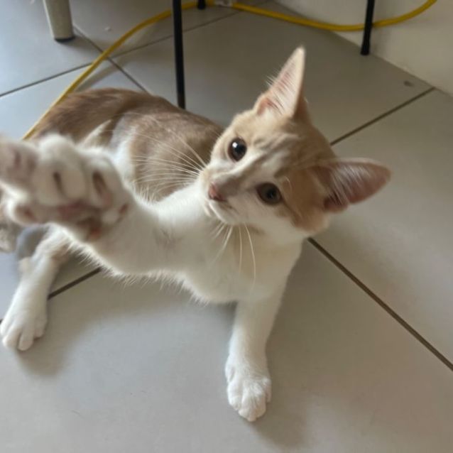 Photo of Maple Meet Me At Petstock Chelsea Store 