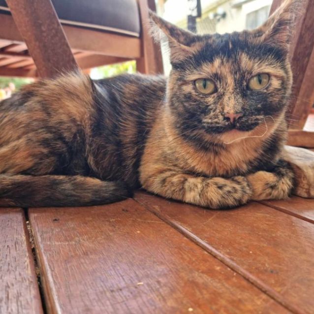 Photo of Riki *9 Lives Project Rescue*