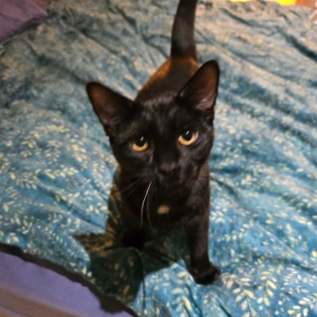 Photo of Jigglypuff (Located In Wantirna South)