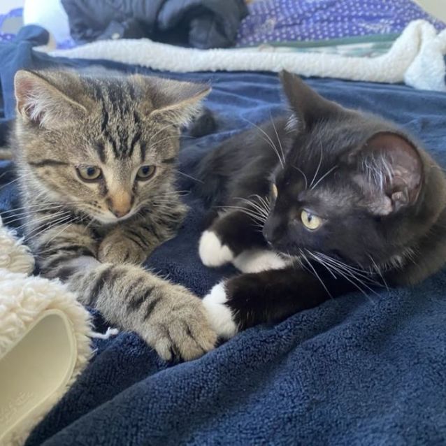 Photo of Moonlight And Sapphire 