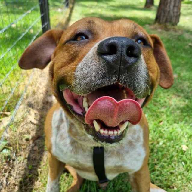 Deoji - Medium Male Australian Cattle Dog Mix Dog in NSW - PetRescue