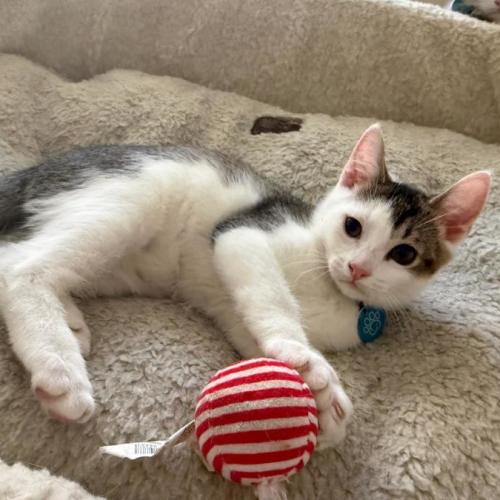 No photo for Frankie