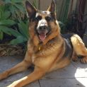 Photo of Cooper ** Total Love Bug **
