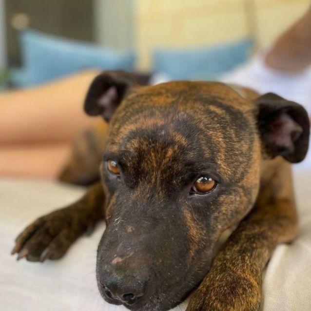 Photo of Rocco Db169