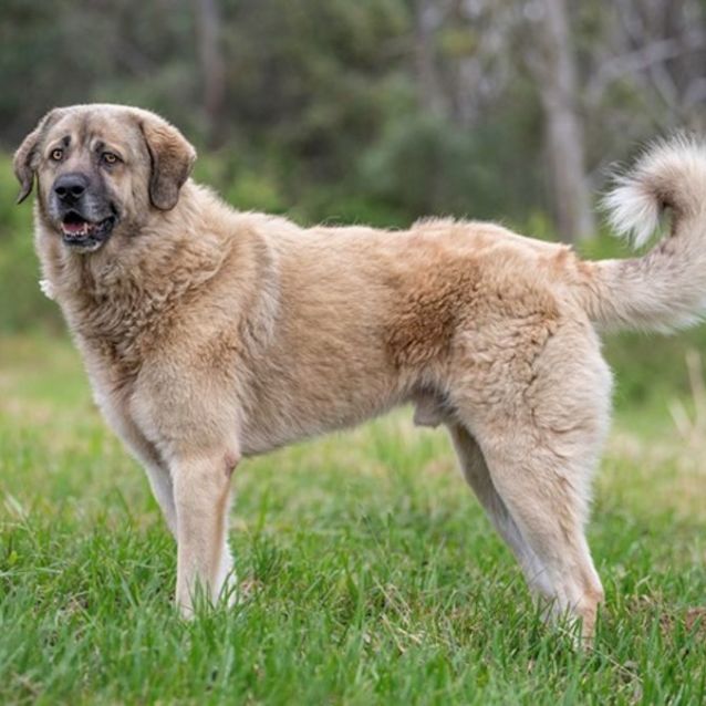 Photo of Clifford (Imp No. 2032)