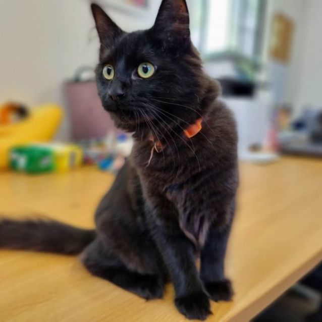 Photo of Demitri