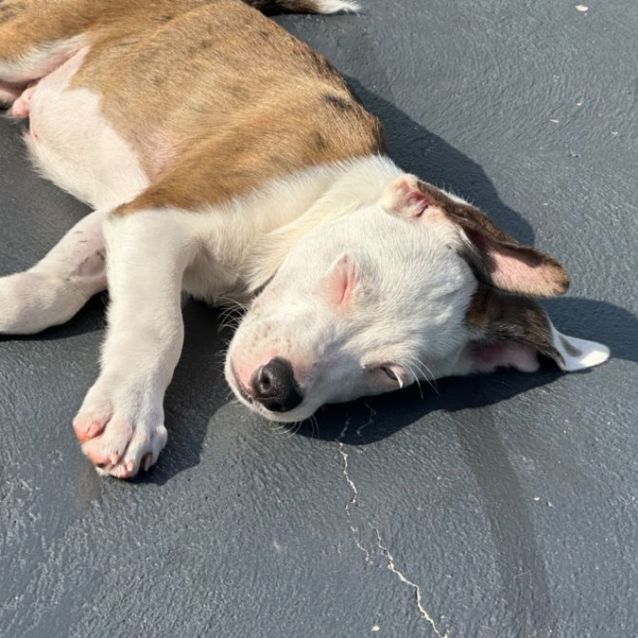 Photo of Koa 🐶🎾