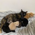 Photo of Marzipan **2nd Chance Cat Rescue**