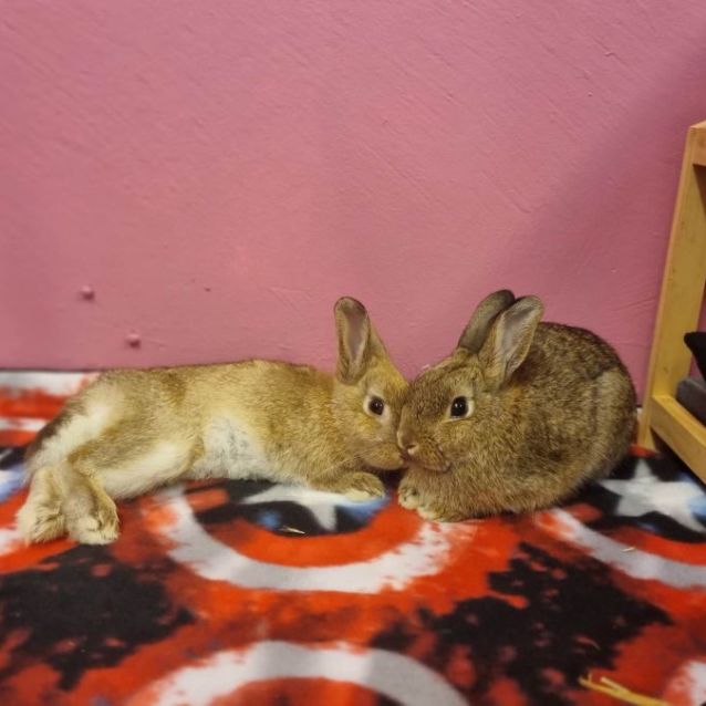 Photo of Chilli & Pepper (Located In Werribee South)