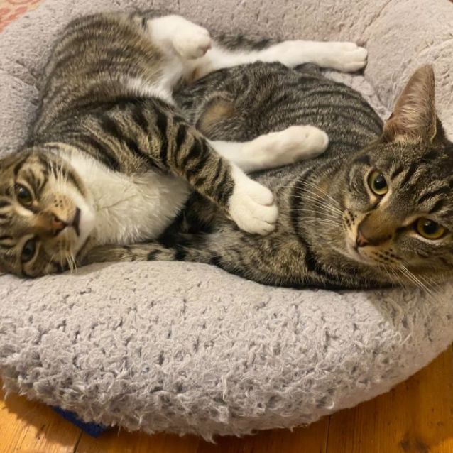 Photo of Happy & Kuma