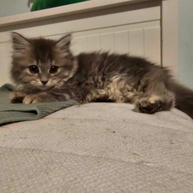 Photo of Crawford And Lavender