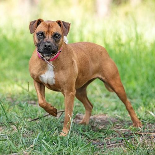 Amber (IMP No. 2180)