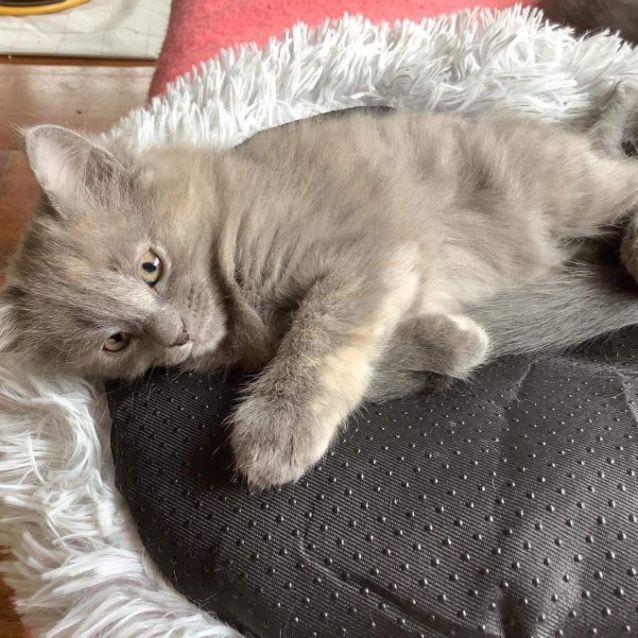 Photo of Smudge