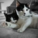 Photo of Oreo
