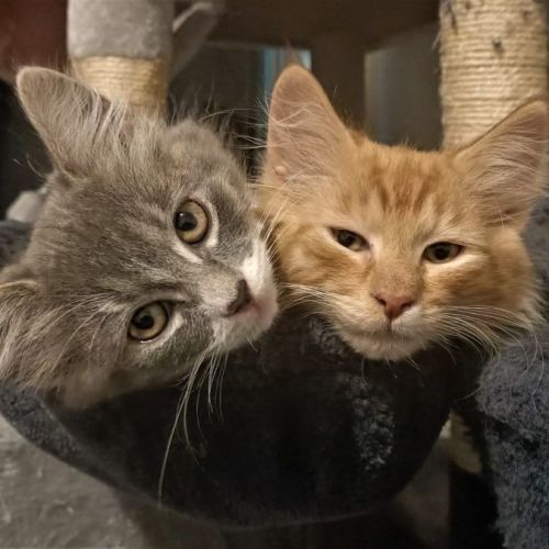 Niya & Tators (Located in Fitzroy)