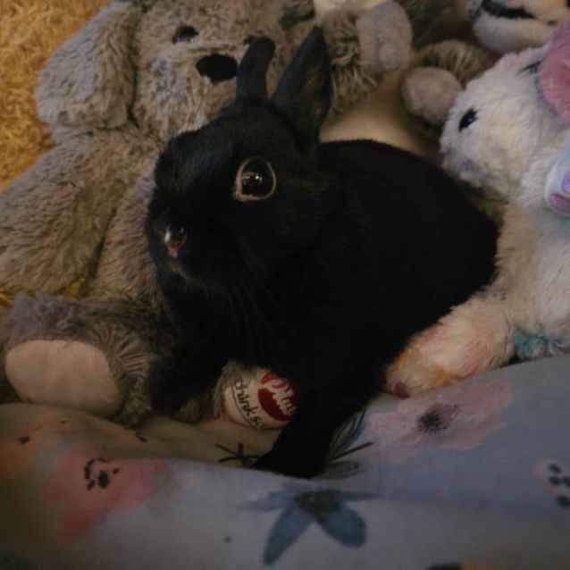 Photo of Freya (Located In Mount Evelyn)