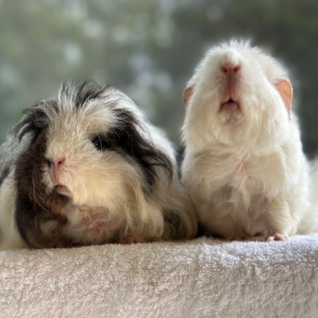 English merino guinea pig cheap