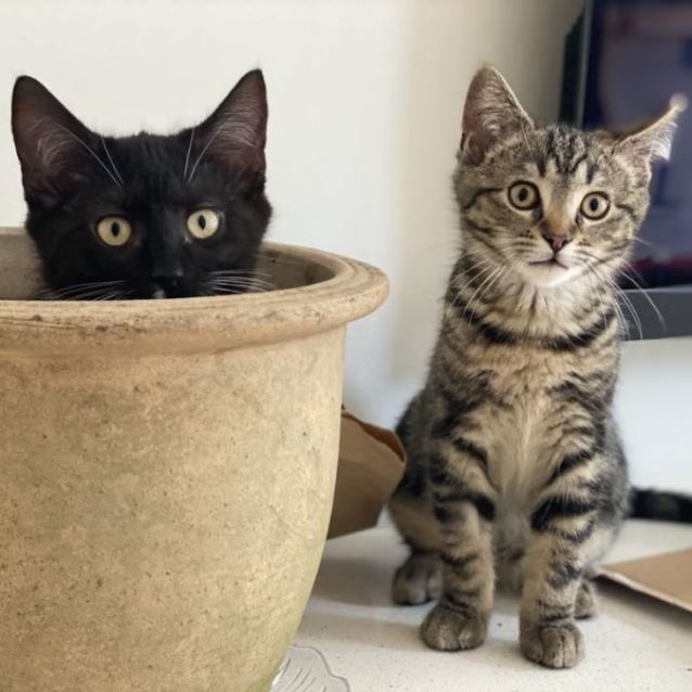 Photo of Moonlight And Sapphire 