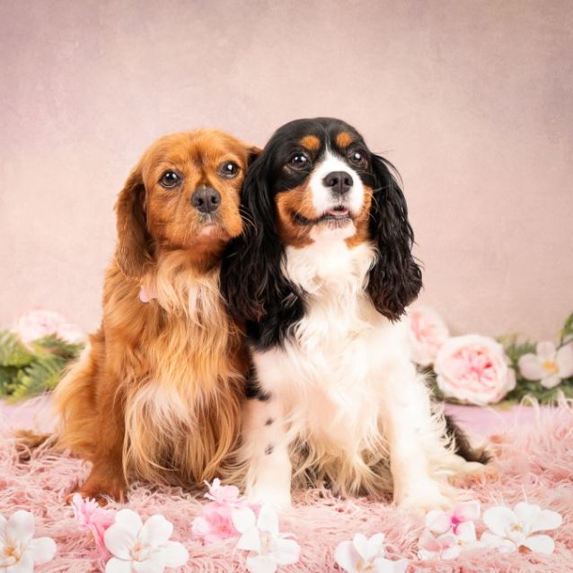 Photo of Ding And Dell