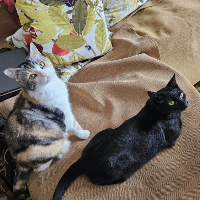 Photo of Violet **2nd Chance Cat Rescue**