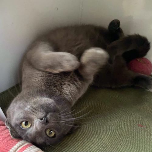 Indi