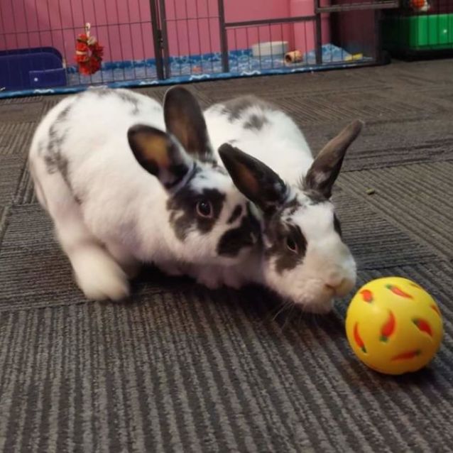 Photo of 🐰Star & Nova🐰(Located In Mount Evelyn)