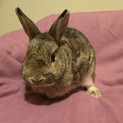 Photo of Penny (Located In Wantirna South)