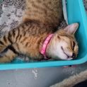 Photo of Buttercup