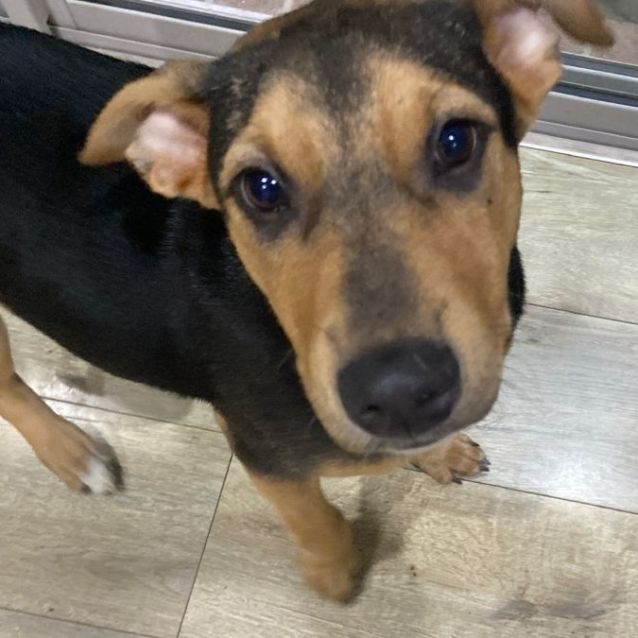 Photo of Frankie