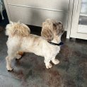 Photo of Penny 16 Month Old Shih Tzu