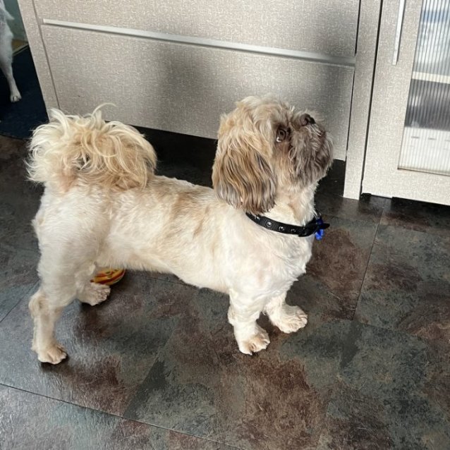 Photo of Penny   16 Month Old Shih Tzu