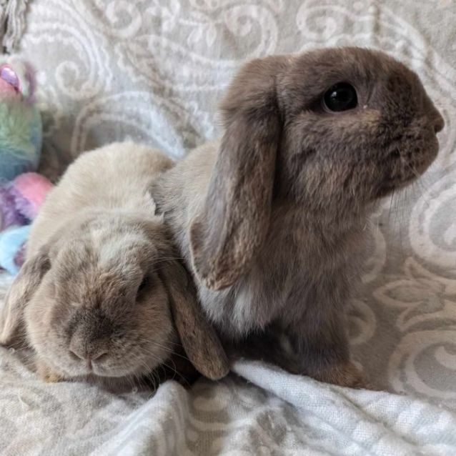 Photo of Sylvie And Thora (Located In Sunshine)