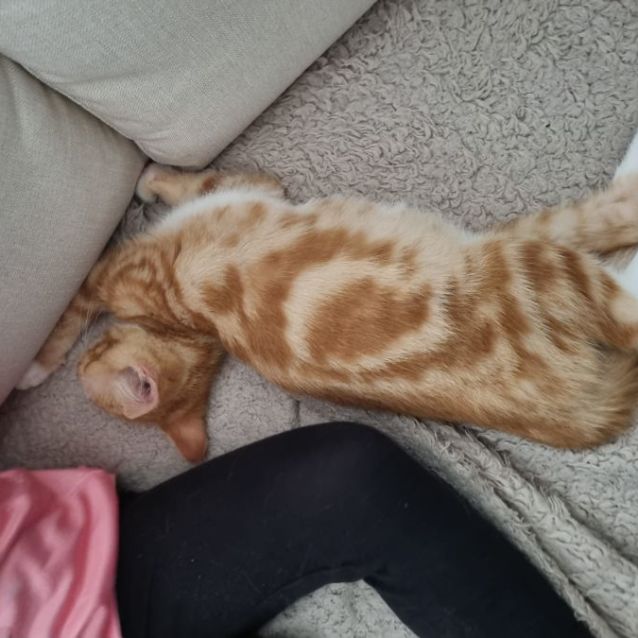 Photo of Crumb ** 2nd Chance Cat Rescue**