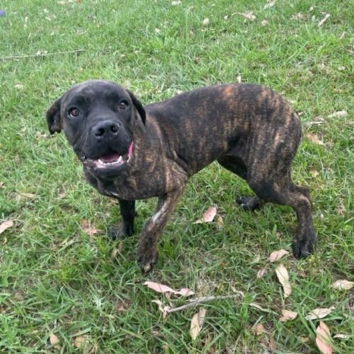 Gracie (IMP No. 1839)