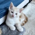 Photo of Otto