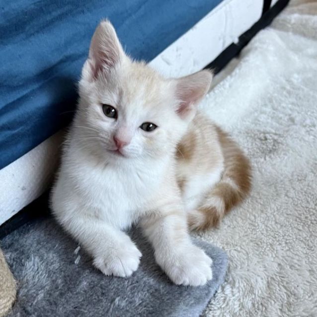 Photo of Otto