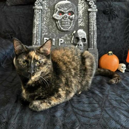 No photo for Beauregard **2nd Chance Cat Rescue**