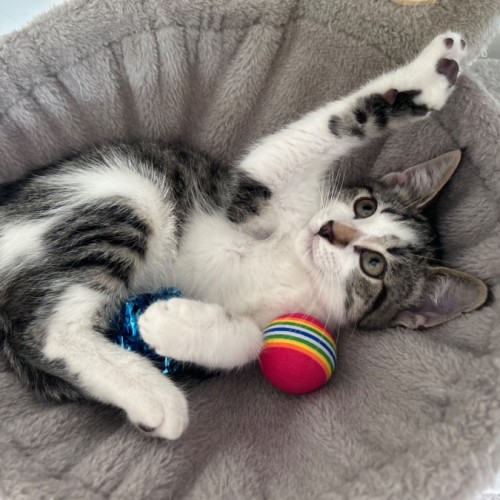 Arnie Purrzenegger 💪 