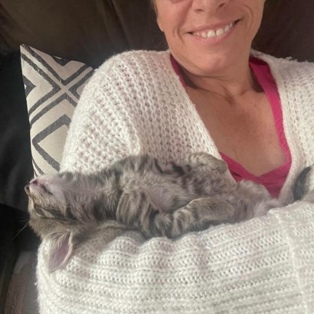 Photo of Koa **2nd Chance Cat Rescue**