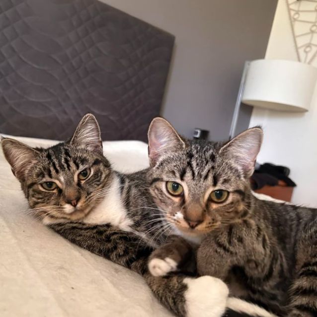 Photo of Lisa And Olympia. **2nd Chance Cat Rescue**