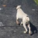 Photo of Cooper