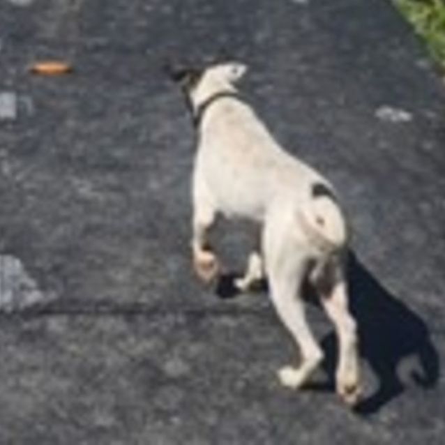 Photo of Cooper