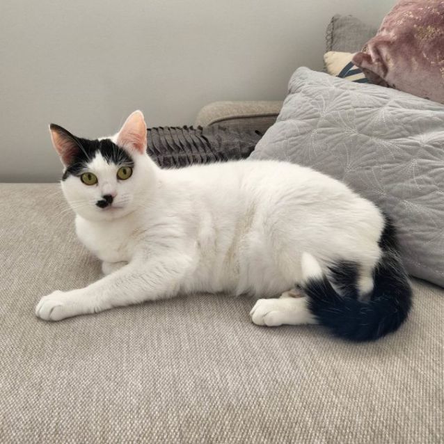 Photo of Biscuit (Located In Taylors Hill)