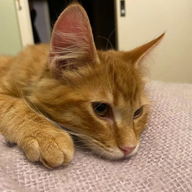 Photo of Cairo ^^Dandy Cat Rescue^^