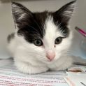 Photo of Elliot **2nd Chance Cat Rescue***