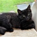 Photo of Ebony ^^Dandy Cat Rescue^^