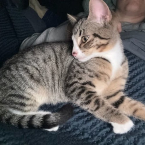 Nigella ** 2nd Chance Cat Rescue **