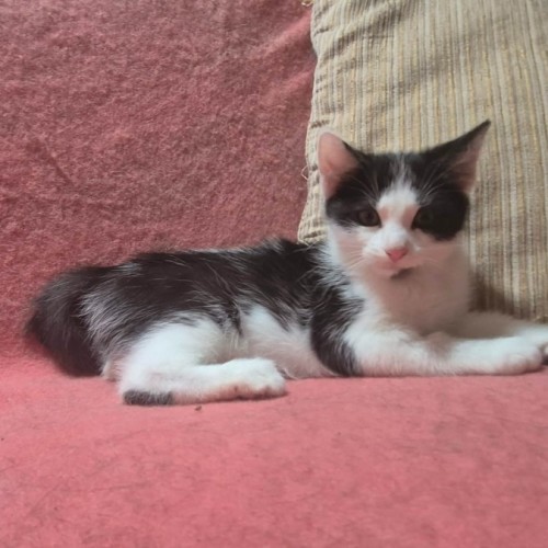 Espie ** 2nd Chance Cat Rescue **