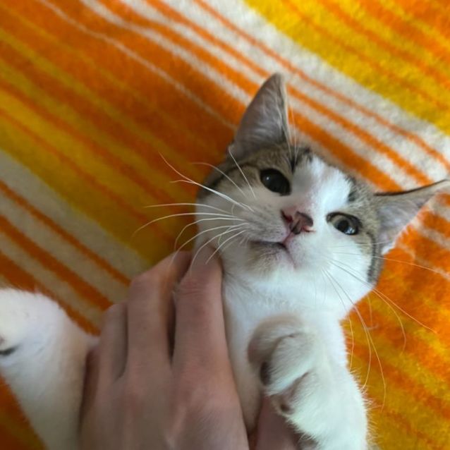 Photo of Iggy **2nd Chance Cat Rescue**